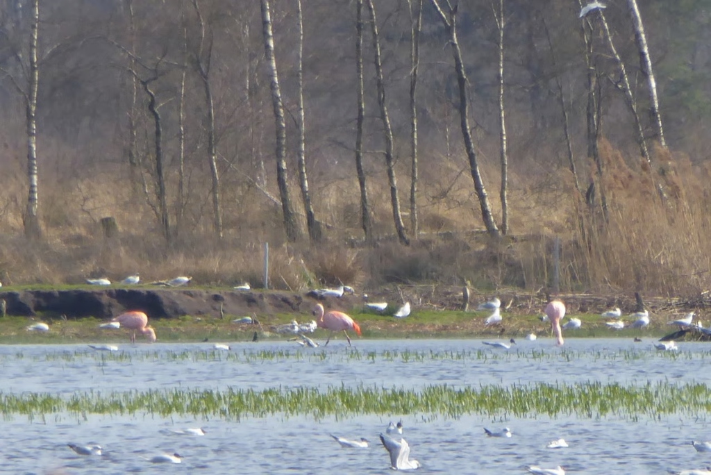 Zwillbrocker Venn Flamingo's